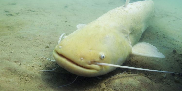 Fishermen set a record for the most distinctive and heaviest golden ...